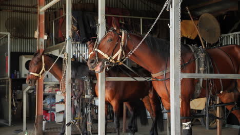 caballos atados en establo listos para correr