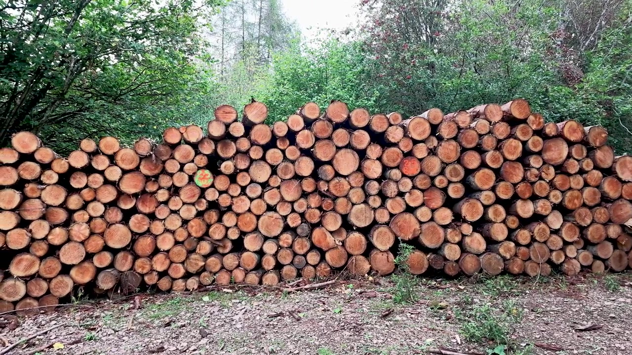 Grande pila di tronchi appena tagliati impilati in una radura nel bosco, a simboleggiare l'industria del legname e la raccolta del legname