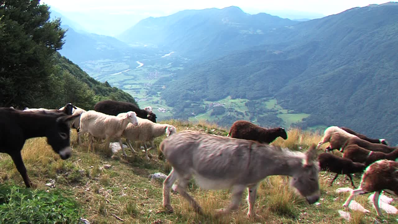 Flock of sheep and two donkeys walk above beautiful valley on sunny ...