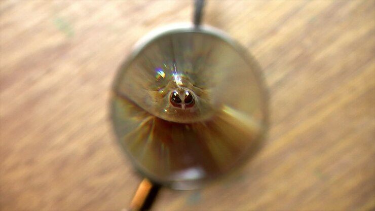 Magnifying glass is positioned in front of tadpole shrimp