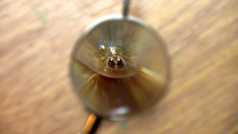 magnifying glass is positioned in front of tadpole shrimp