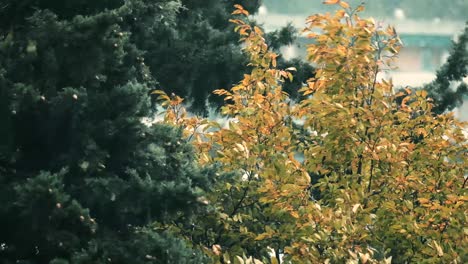 wind blowing on trees in slow motion during a storm