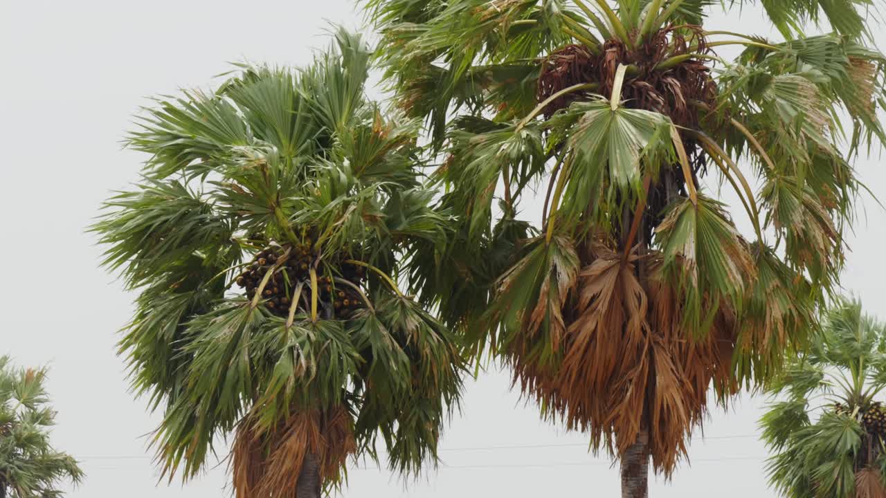 palm trees, dry leaves, with sugar palm fruit and sky, day time, stable shot, 4k.