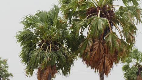 palm trees, dry leaves, with sugar palm fruit and sky, day time, stable shot, 4k.