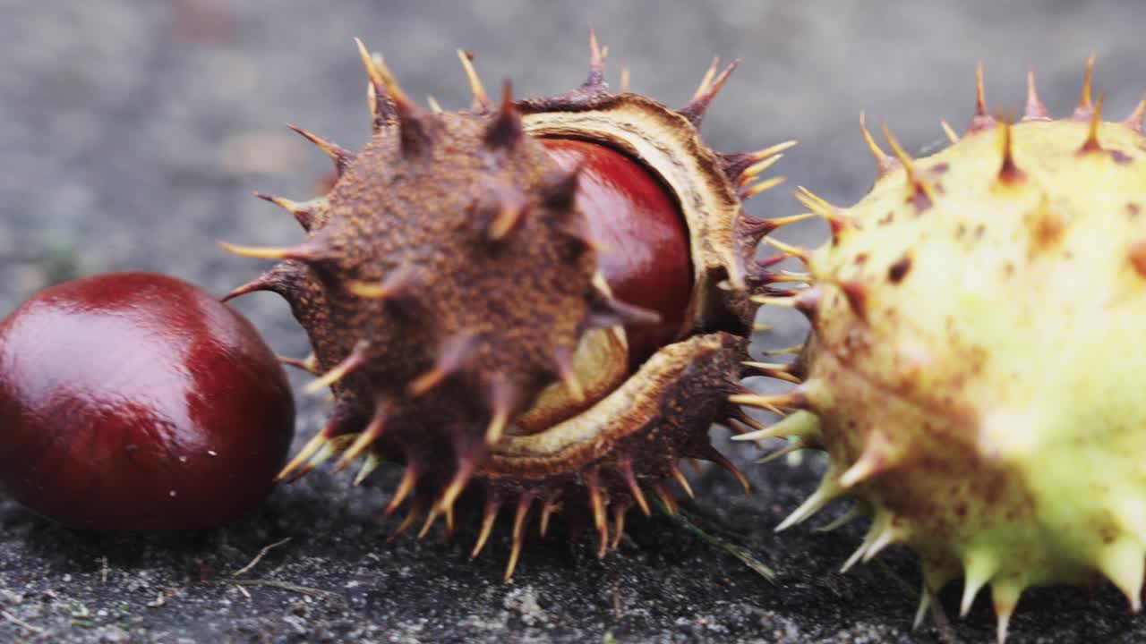 Macro closeup of chestnut husk protected by sharp spikes on ground terrain, day