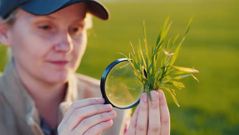 young woman agronomist studying sprouts on the field