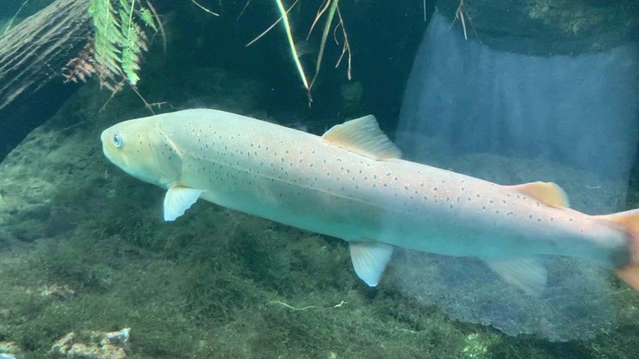 Große Fische schwimmen in einem Aquarium mit Unterwasserumgebung und Glasgehäuse. Unterwasseraufnahmen, geeignet für Meereslebewesen und zoologische Konzepte