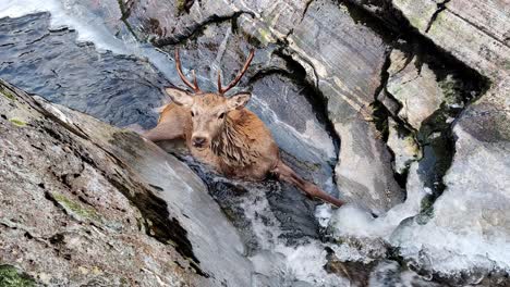 red deer buck trapped in icy river after falling looks at camera desperate look