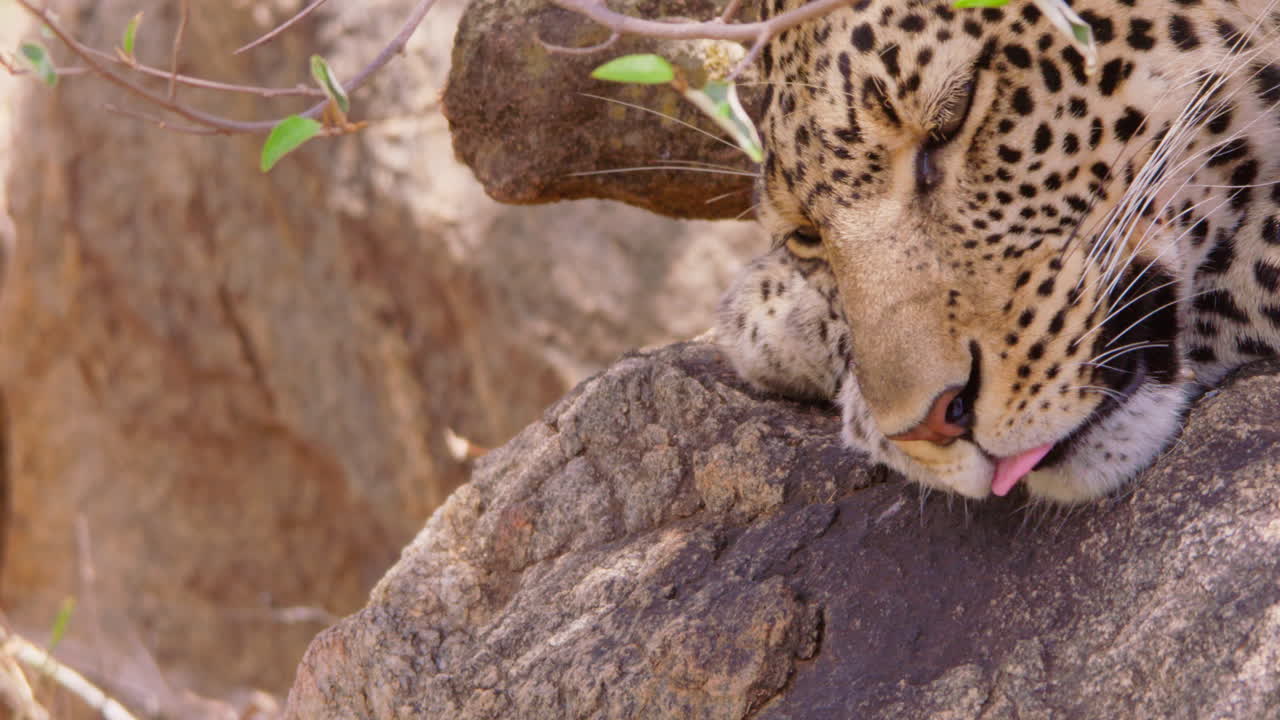 Öğle vakti savanada bir kayanın üzerinde başını dinlendiren leopar.