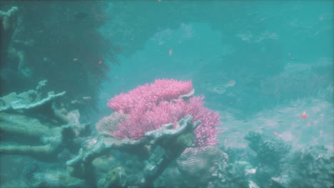 beautiful underwater coral reef with fish