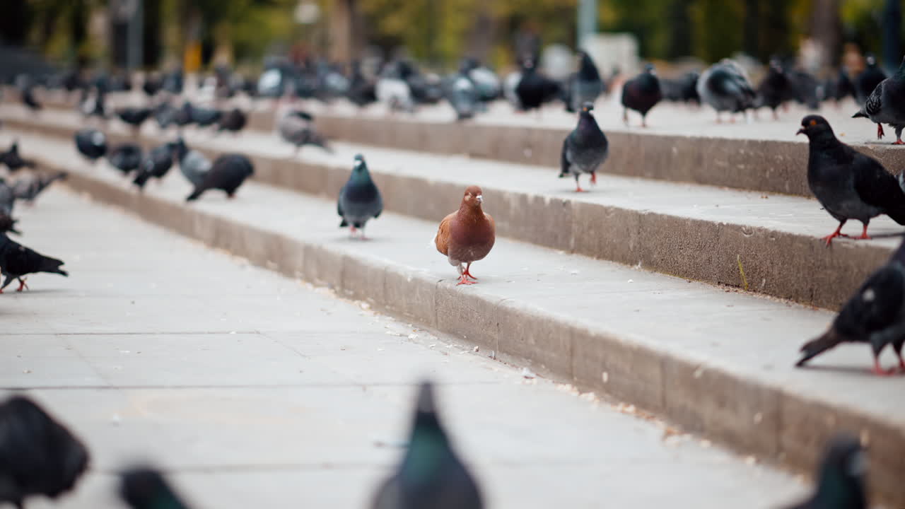 Brown and black pigeons moving on the stairs in the park