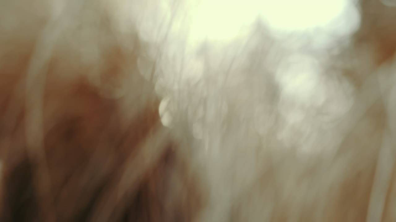 cámara lenta fuera de foco naturaleza bokeh