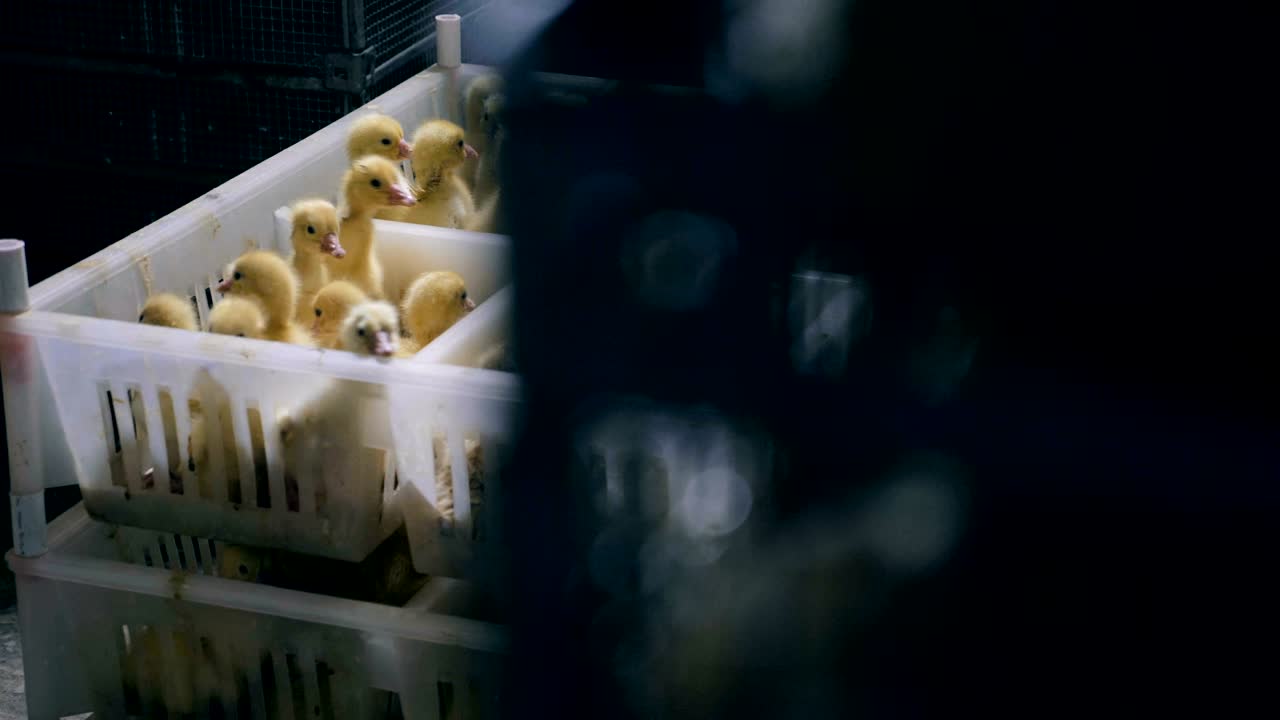 muchos patitos pequeños están bulliciosos en cajas de plástico en el aviario, la casa de aves.