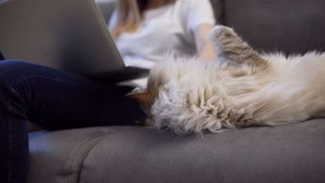 Unrecognizable-girl-is-working-on-laptop-on-sofa-and-big-cat-is-laying-down-nearby,-she-caress-pet