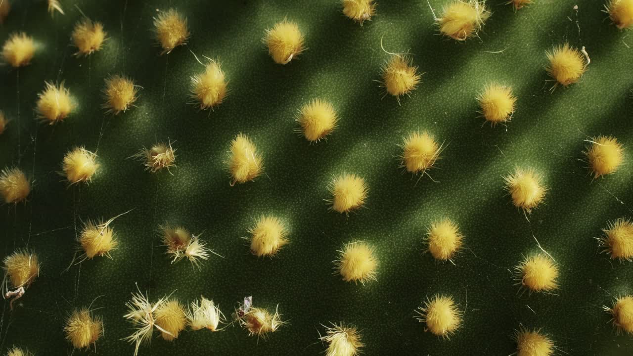 Close up green cactus with yellow spines within a desert environment, city park in Barcelona, Montjuic. African background