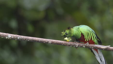 resplendent quetzal male perched on branch, eating and drops a wild avocado and jumps at it