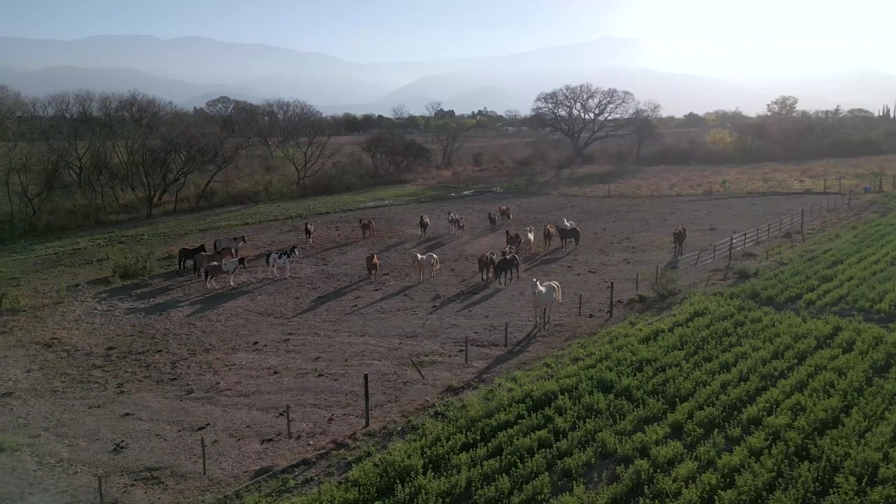 Vista aerea di una mandria di cavalli al pascolo accanto a campi verdi all'alba