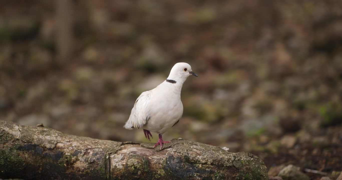 Single white Eurasian collared dove with black neck collar standing on mossy fallen log at Hwajoowon Bird Park Jeju Korea