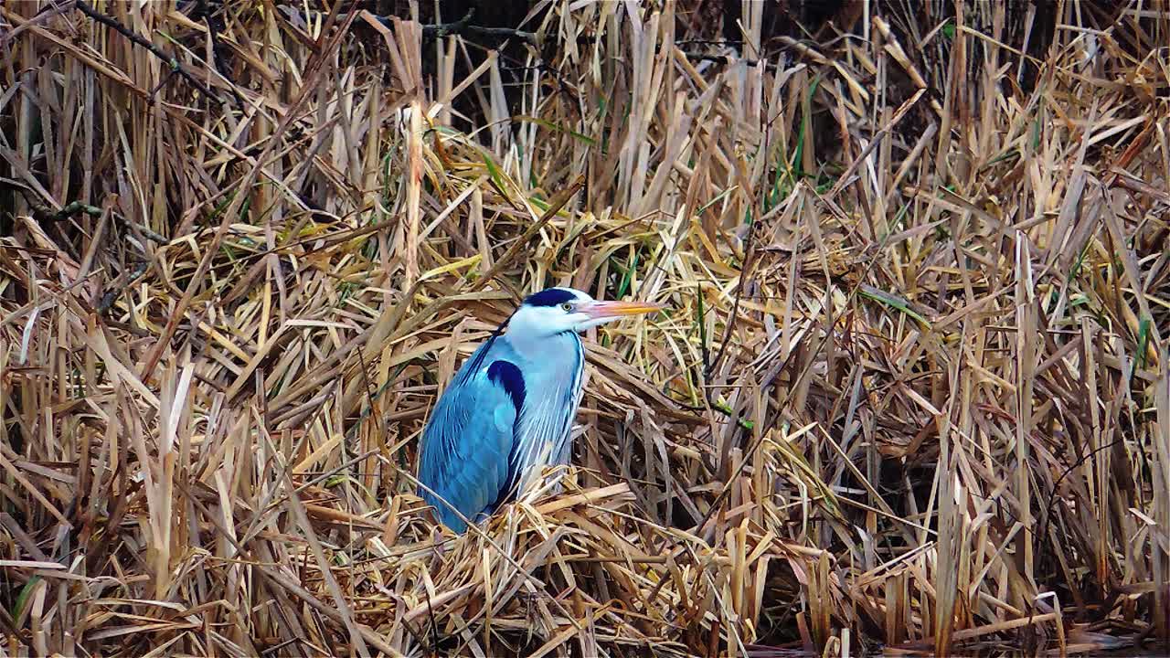 hermosa garza gris está girando la cabeza lentamente, en busca de peces pequeños