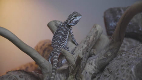 dos dragones barbudos sentados en una rama de su terrario, uno huye