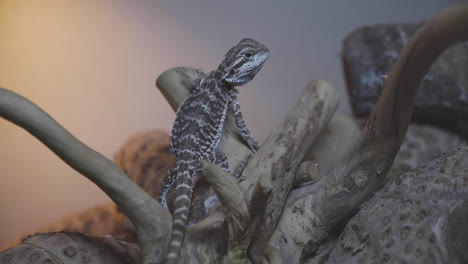 two bearded dragons sitting on a branch on their terrarium, one runs away