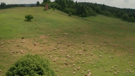 aerial view of hundreds of white and brown sheep grazing on a meadow with clouds creating nice shadows