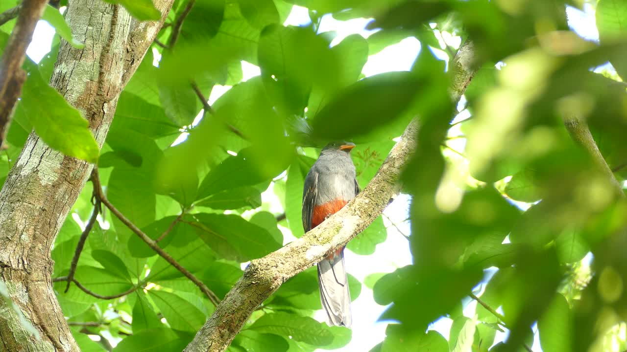 hermoso pájaro colorido en la jungla vuela lejos de la rama del árbol