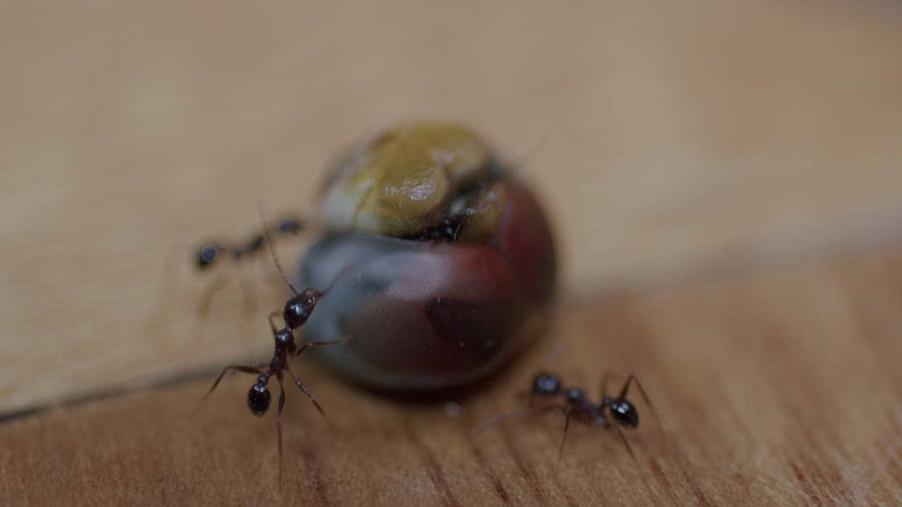 Close-up macro shows ants working together to move the lifeless body of a ladybug across wood, highlighting insect teamwork and behavior in nature with detailed focus on the scene