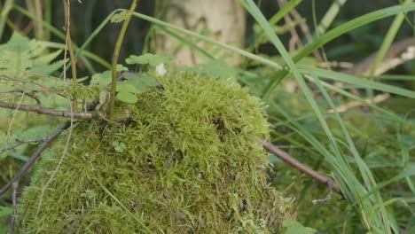 close-up of moss on a tree stump in a forest