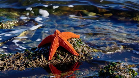 orange starfish on a rock in the ocean