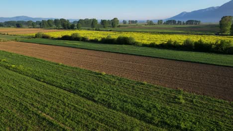 Hermoso-Fondo-Con-Coloridas-Parcelas-De-Cultivos-En-Los-Vibrantes-Campos-Agrícolas-Al-Amanecer,-Mañana-De-Primavera