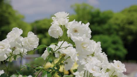 Weiße-Rosen-Blühen-An-Warmen,-Sonnigen-Tagen-Mit-Defokussiertem-Hintergrund