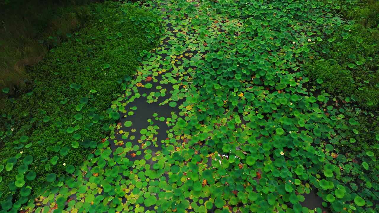 Wetland Pond Filled By Floating Lily Pads In Cook's Landing Park, Little Rock, Arkansas, USA - aerial