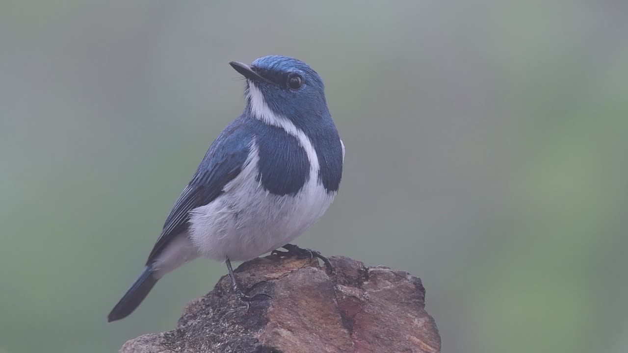 el papamoscas ultramarino, también conocido como el papamoscas azul de ceja blanca, un migrante de invierno a tailandia, es muy amigable con la gente
