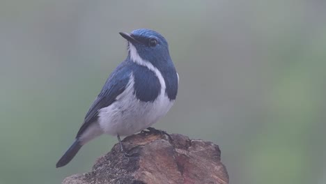 the ultramarine flycatcher, also known as the white-browed blue flycatcher, a winter migrant to thailand, is very friendy to people