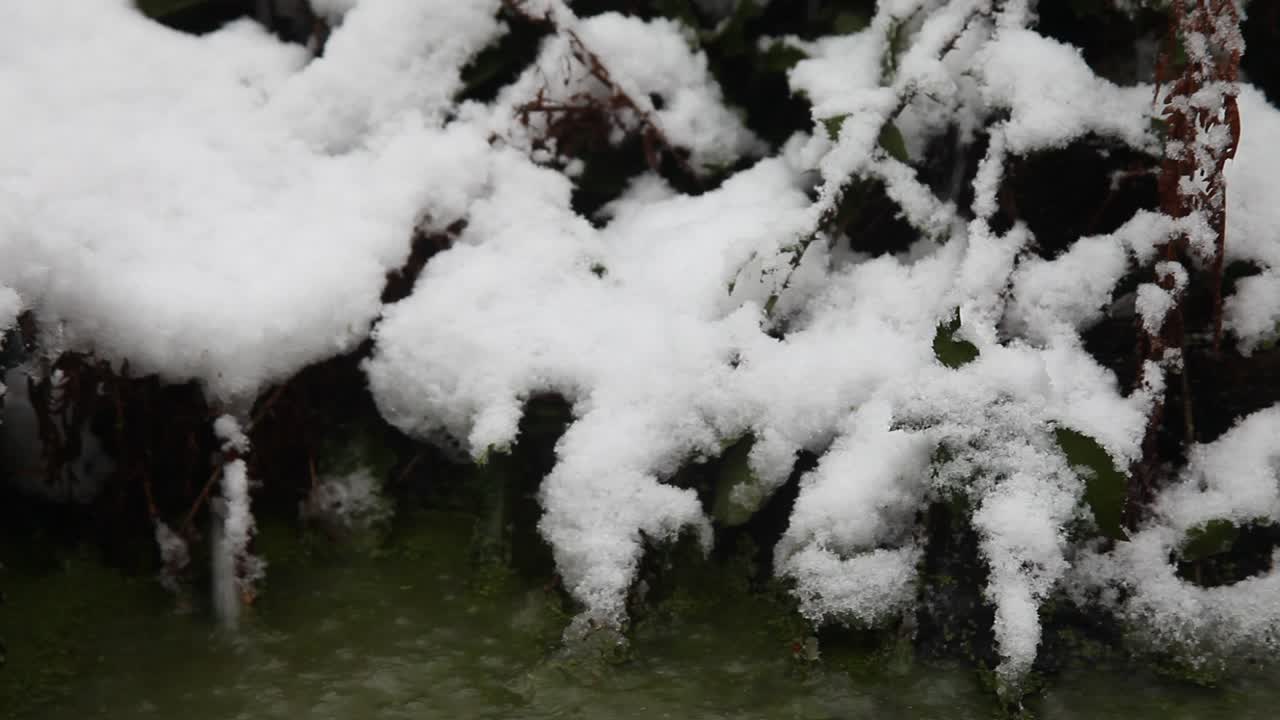 Closeup of frozen edge of a garden pond with falling snow
