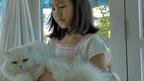 4k : lovely asian girl plays with her persian cat