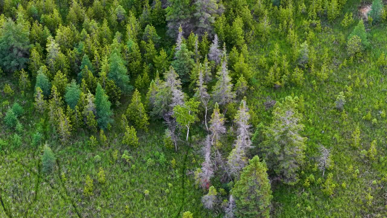 Aerial drone view of a dense forest with a mix of vibrant green trees and patches of bare or dying trees