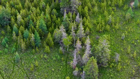 aerial drone view of a dense forest with a mix of vibrant green trees and patches of bare or dying trees