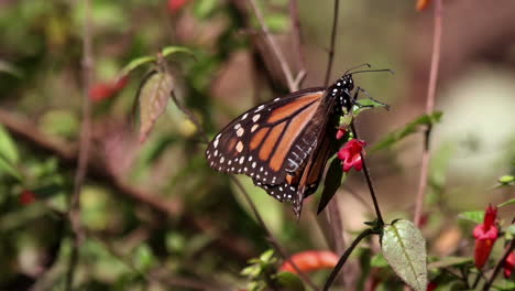 Monarchfalter-Im-Naturschutzgebiet-Mexiko