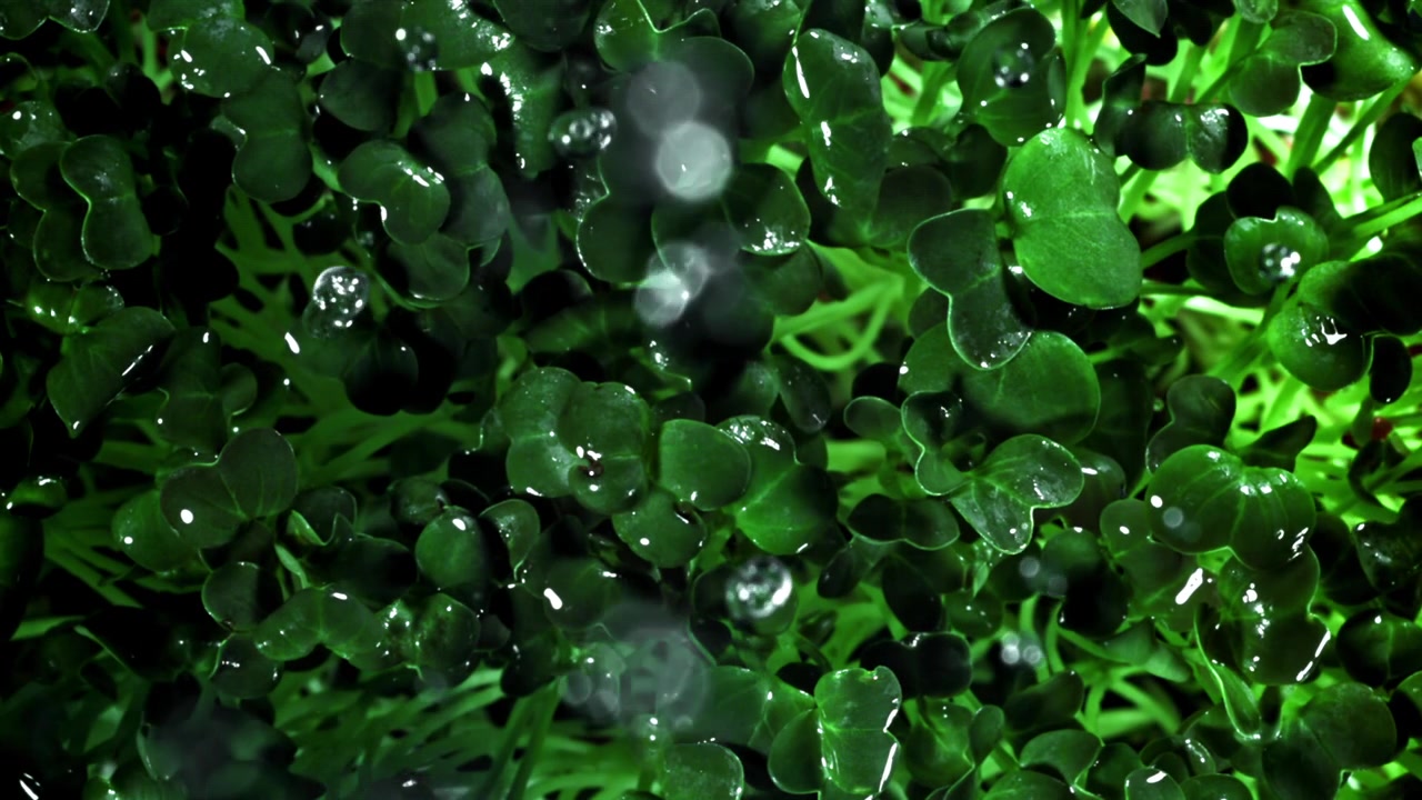Gotas de agua cayendo sobre microbrotes verdes frescos en cámara lenta
