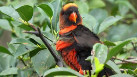 feliz lory oscuro, pseudeos fuscata posado en la rama del árbol, levantando el ala, fluff las plumas, la cabeza balanceándose, y llamando en medio del entorno del bosque, disparo de cerca