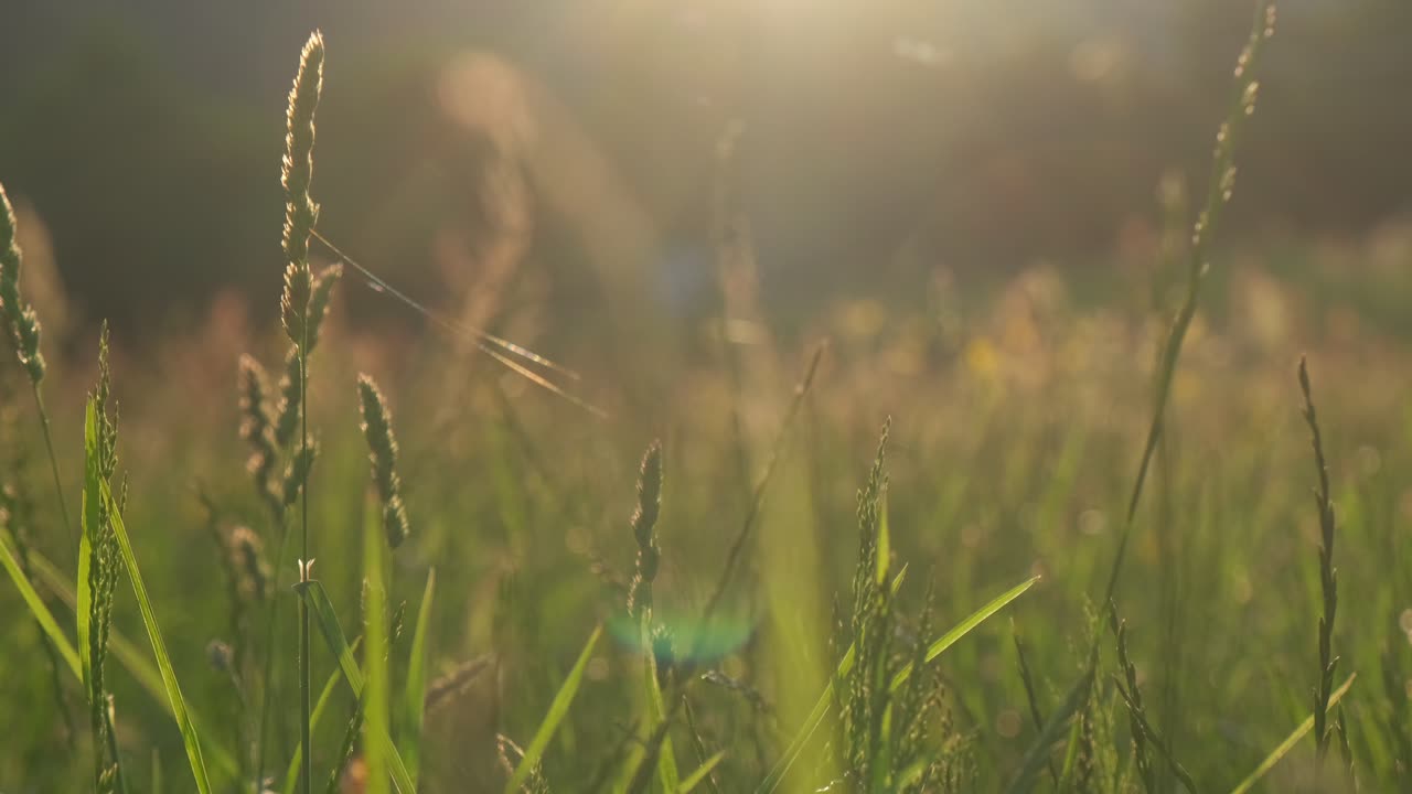 Golden light in the high grass field during spring, low angle through the grass with sun flare, slow motion 4K