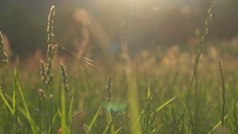 golden light in the high grass field during spring, low angle through the grass with sun flare, slow motion 4k