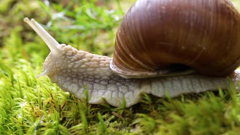 helix pomatia also roman snail, burgundy snail