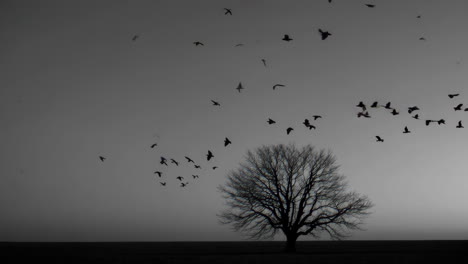 lonely tree with birds
