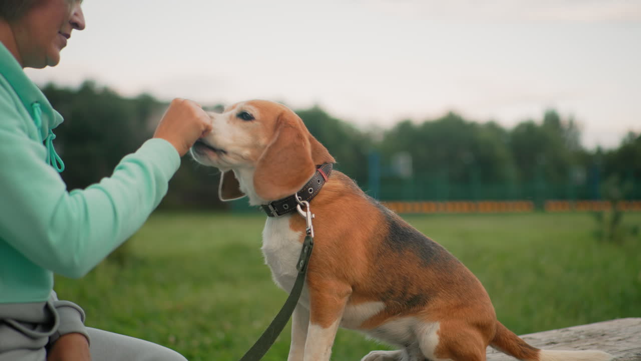 Female dog owner giving her beagle food while speaking to it, reinforcing good behavior and strengthening their bond during training session in an outdoor park environment