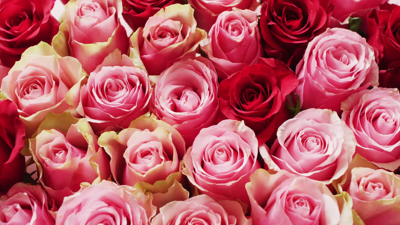 고각 풀 프레임 비디오가 분홍색과 빨간색 장미 머리의 군중을 고 내려갑니다.