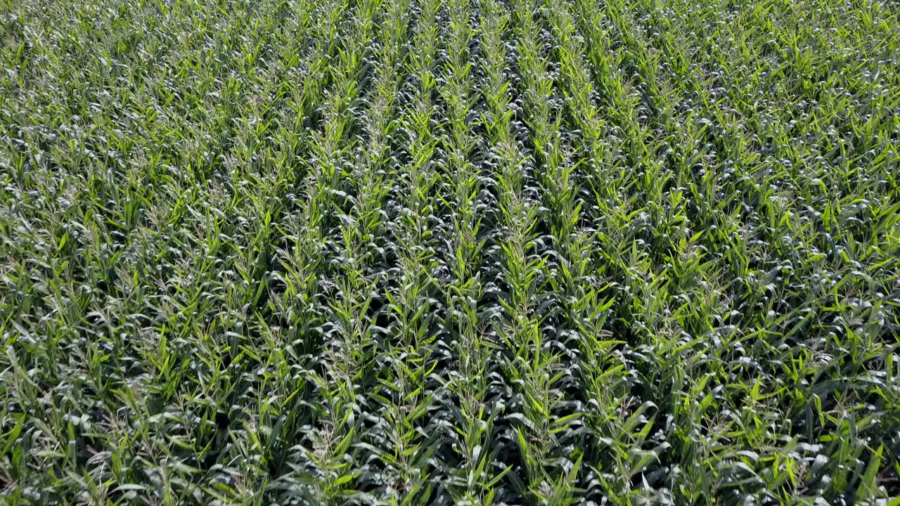 gran cultivo de maizal en tierras de cultivo cerca del lago braies, también conocido como pragser wildsee, italia, disparo de revelación de inclinación aérea
