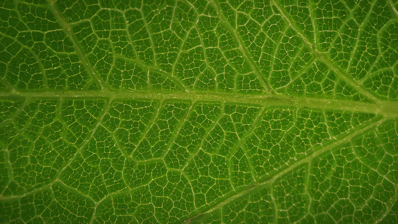 Shifting camera capturing single green leaf macro close-up, revealing midrib and vein network
